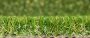 28mm Artificial Grass - Barking - 2m x 10m